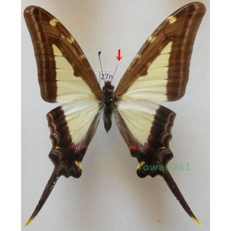 Protographium leucaspis (Godart, 1819) Peru 75mm27n